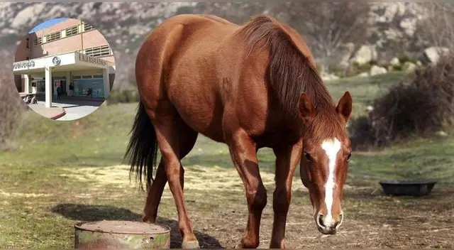 Adolescente de 14 años murió tras recibir patada de un caballo en la cabeza en Argentina