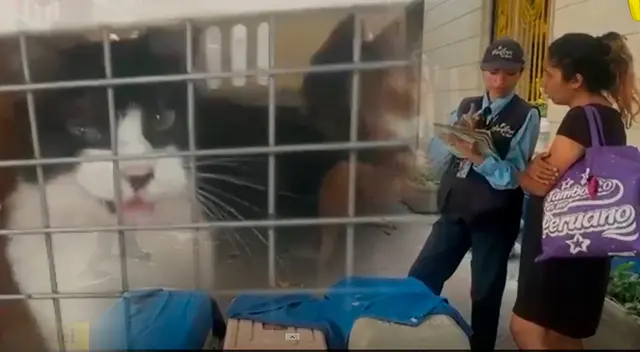 Mujer es intervenida con 19 gatos enjaulados y en mal estado. Mujer es intervenida con 19 gatos enjaulados y en mal estado.