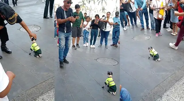 El curioso serenazgo llamó la atención de los transeúntes, entre ellos muchos turistas que no perdieron la oportunidad de tomarle fotos.