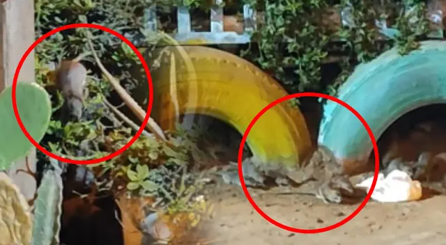 Plaga de ratas invaden las calles de San Juan de Lurigancho. Plaga de ratas invaden las calles de San Juan de Lurigancho.