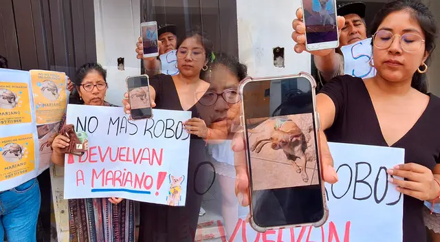 Marianito es un Chihuahua de 9 meses que necesita de su familia.