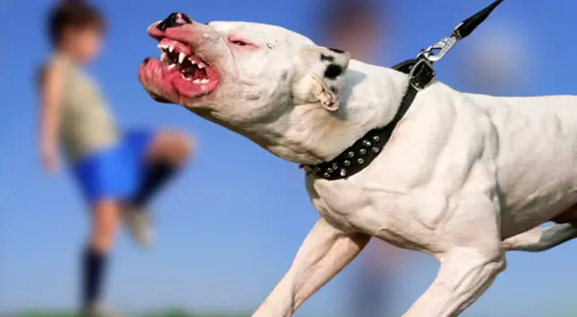 Menor de 10 años no puede caminar por herida de 10 cm tras mordida de pitbull, en VES.