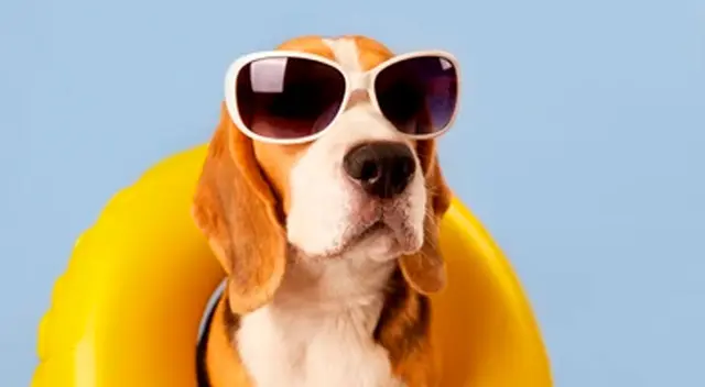 La señora Liu contó la razón de su firme decisión. La señora Liu contó la razón de su firme decisión.