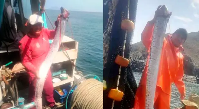 'Pez remo' medía 2 metros de largo, pero expertos aseguran que este animal podría alcanzar los 17 metros.