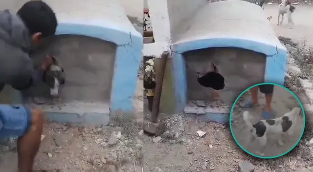 Perro es enterrado vivo en cementario de Chiclayo y pobladores lo rescatan.