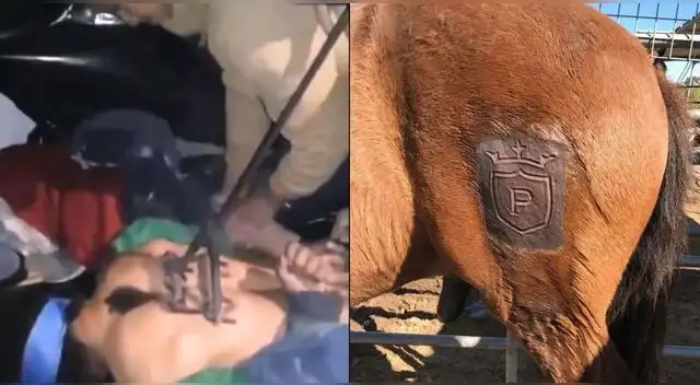 Hombres queman a ladrón con fierro de ganado y le dejan un mensaje en la espalda en México.