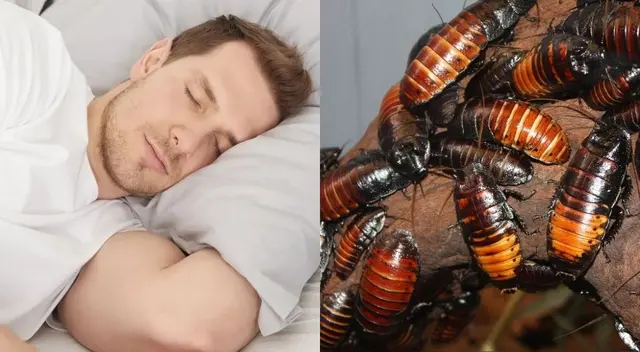 Soñar con cucarachas: más que una simple pesadilla. Descubre el significado profundo detrás de estos sueños y cómo pueden ayudarte a comprender mejor tu mente.