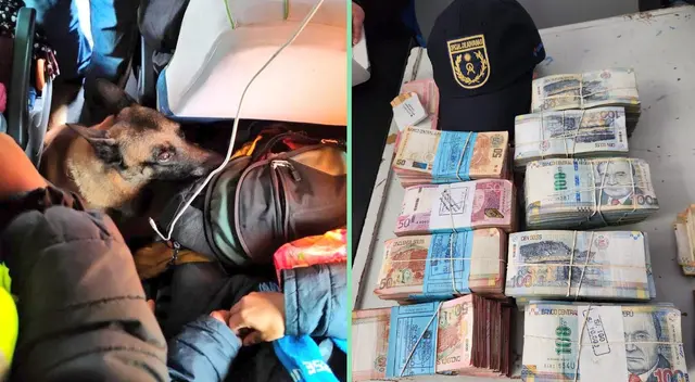 Este perrito tuvo la facultad de olfatear más de medio millón de soles.