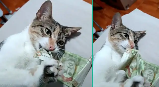 Gato se come billete de S/10. Gato se come billete de S/10.