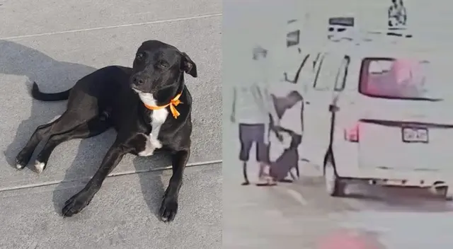 Vecinos señalan que perro no era bravo y denuncian que desaparición es maltrato animal. Vecinos señalan que perro no era bravo y denuncian que desaparición es maltrato animal.