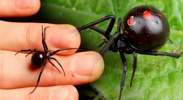 Joven intoxicado luego de la picadura de una araña "viuda negra".