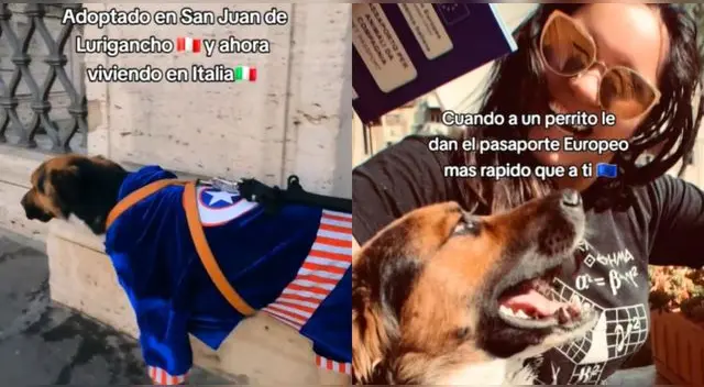 Perrito rescatado de las calles de SJL la rompe en calles de Milán y es viral en TikTok. Perrito rescatado de las calles de SJL la rompe en calles de Milán y es viral en TikTok.