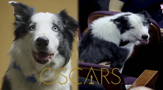 Perrito de ‘Anatomía de una caída’ se luce en los Premios Oscar 2024 Perrito de ‘Anatomía de una caída’ se luce en los Premios Oscar 2024