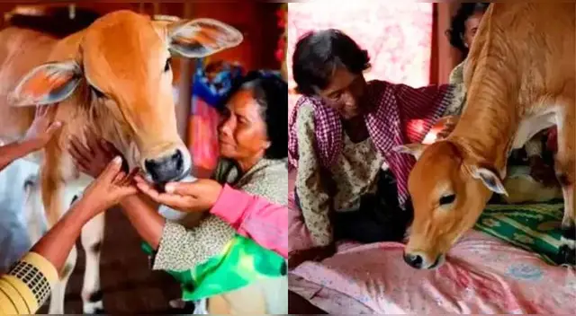 Viuda se casa con un ternero creyendo que es la reencarnación de su esposo y es viral en TikTok. Viuda se casa con un ternero creyendo que es la reencarnación de su esposo y es viral en TikTok.