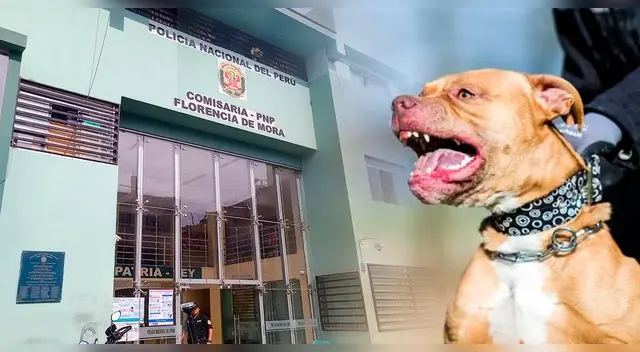 Perro Pitbull ataca a menor de 5 años y le deje más de 20 heridas en el cuerpo.