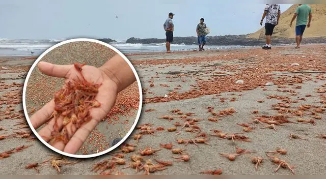 Miles de crustáceos salen a la orilla del mal en la playa La Isla de Supe Puerto.
