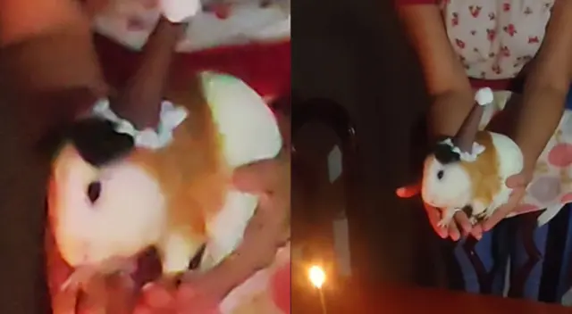 Singular cumpleaños de un cuy llamó la atención de los usuarios en redes sociales.