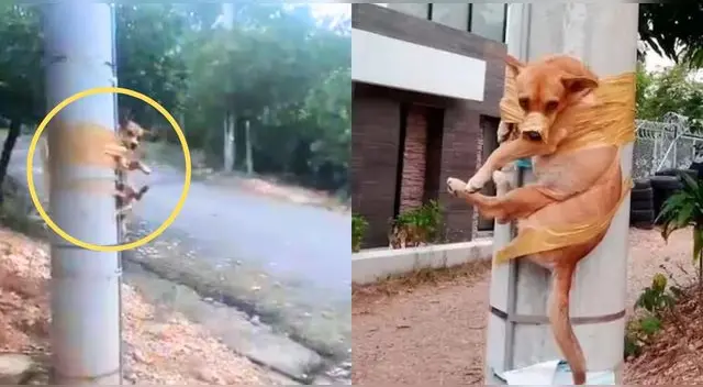 Hombre pega con cinta a perrito en poste de luz por orinarse frente a su casa y genera ola de críticas.