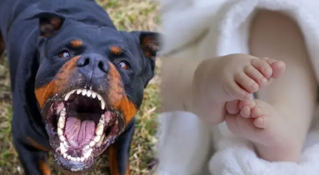 Dos perros rotwailers matan a bebé en San Juan de Lurigancho.