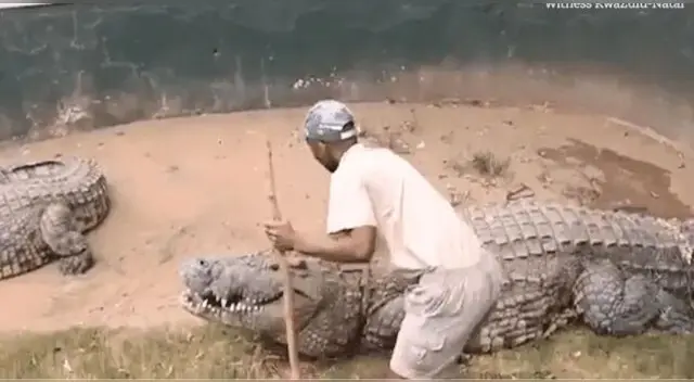 Cocodrilo mordió los genitales de su cuidador durante presentación en Sudáfrica.