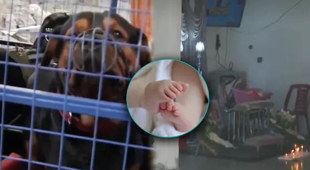 Restos de bebé atacada por rotteweiler fueron velados en SJL.