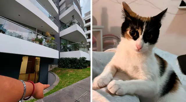 Vecinos de Surco reportan que, al menos, seis gatitos son lanzados desde el octavo piso. Vecinos de Surco reportan que, al menos, seis gatitos son lanzados desde el octavo piso.