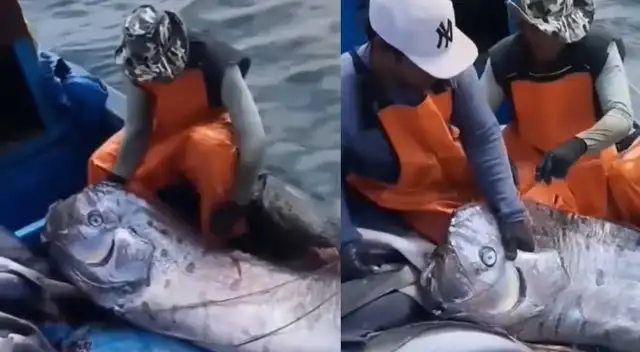 El pez remo, de grandes proporciones, fue hallado por pescadores en Caravelí, Arequipa.