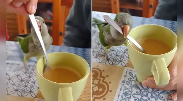 Lorito conmueve en TikTok al 'endulzar' café de singular manera