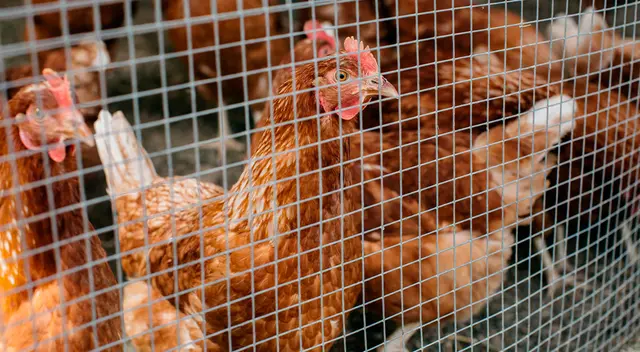 Gallinas ponedoras de huevo viven en situaciones deplorables. Gallinas ponedoras de huevo viven en situaciones deplorables.