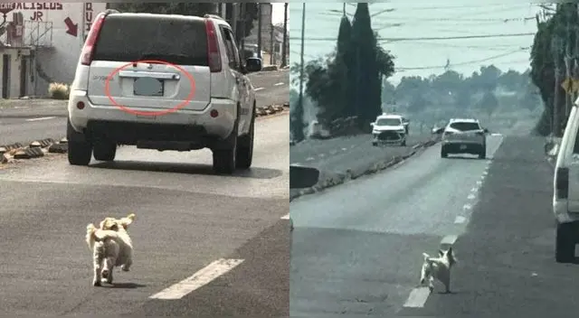 Perrito persigue a sus dueños que lo abandonaron en plena carretera y escena es viral en redes sociales. Perrito persigue a sus dueños que lo abandonaron en plena carretera y escena es viral en redes sociales.