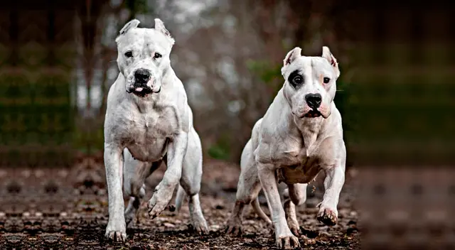 Los dogos argentinos se abalanzaron y mordieron las piernas del ladrón. Los dogos argentinos se abalanzaron y mordieron las piernas del ladrón.