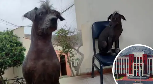 Dante murió atropellado por una mujer que se encuentra como no habida.