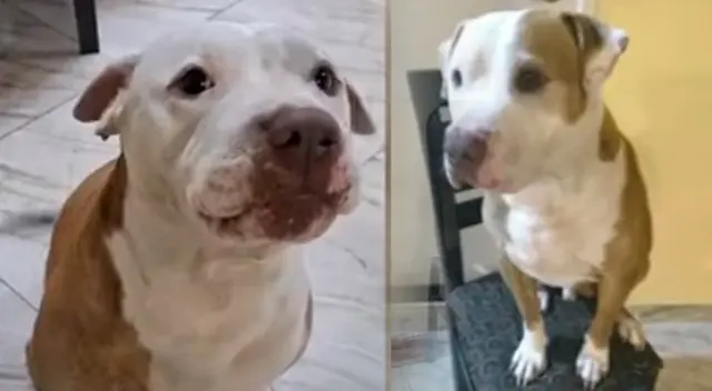 Perrito habría permanecido más de 24 horas en una bodega de un bus.