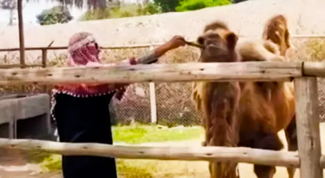 Se hizo viral en redes sociales el hombre disfrazado de árabe en el Parque de las Leyendas.