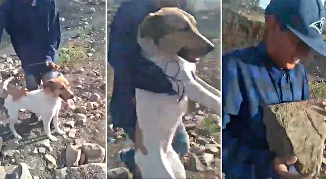 Exigen justicia por los actos aberrantes de estos jóvenes contra una perrita en México. Exigen justicia por los actos aberrantes de estos jóvenes contra una perrita en México.