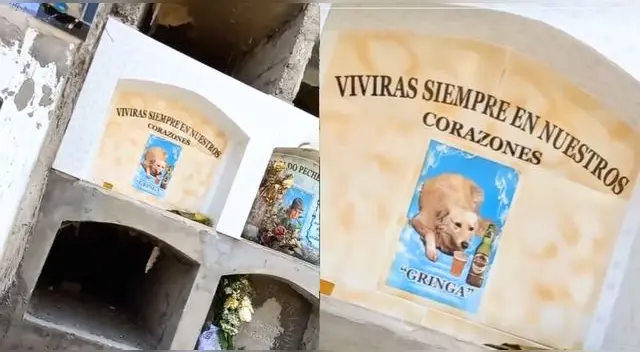 Perrita fallecida tiene su propio nicho en cementerio de Comas y es viral en TikTok. Perrita fallecida tiene su propio nicho en cementerio de Comas y es viral en TikTok.
