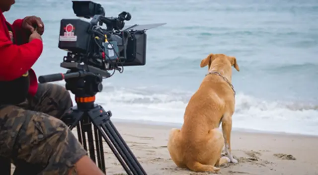 Película nacional "Vaguito" ayudará a perritos abandonados