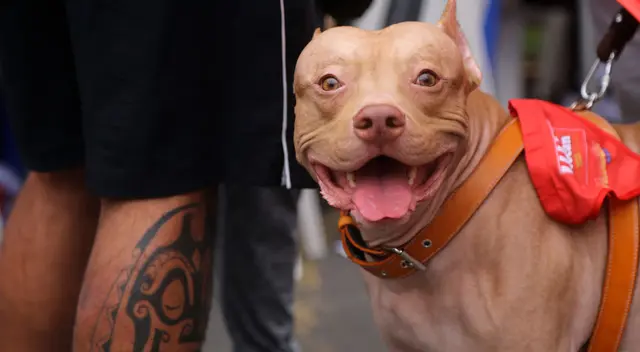 Día de los muertos de mascotas: cómo surgió esta fecha para recordar a estos animales.