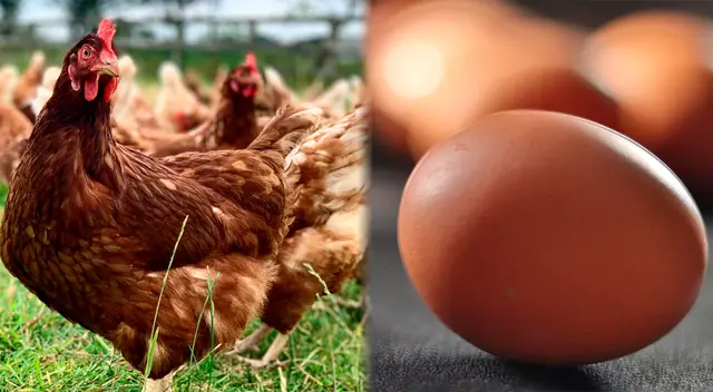 Una ley que proteja a las gallinas ponedoras y no sean maltratadas. Una ley que proteja a las gallinas ponedoras y no sean maltratadas.