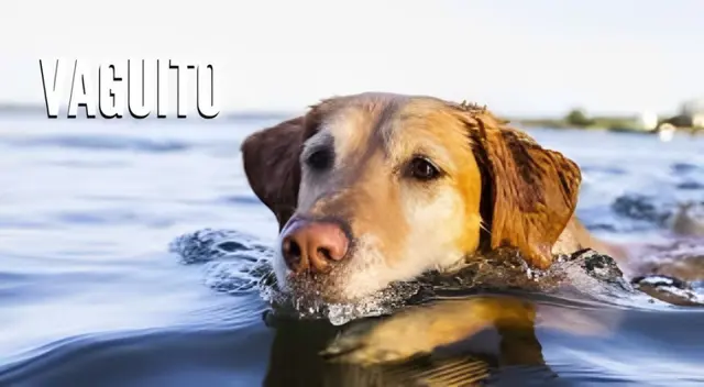 Vaguito: Conoce cómo ver la película pagando 6 soles por la entrada.