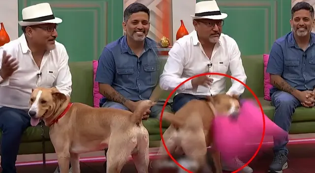 Perrito actor de "Vaguito" pierde el control y se apodera de cojín de set de TV EN VIVO.