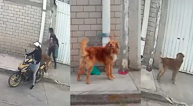 El perrito fue abandonado pero su caso tuvo un final feliz.