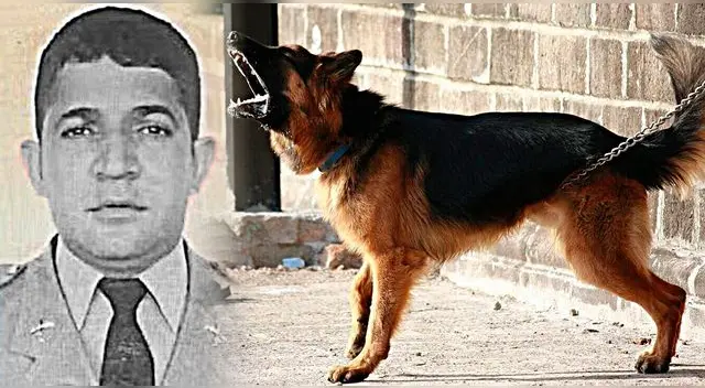 Los perros, que habían estado sin comer durante dos semanas, presumiblemente actuaron por hambre.