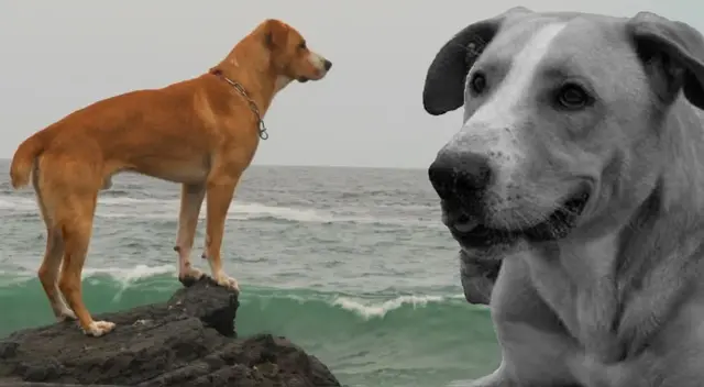 ‘Vaguito’ viene siendo un total éxito a nivel nacional.