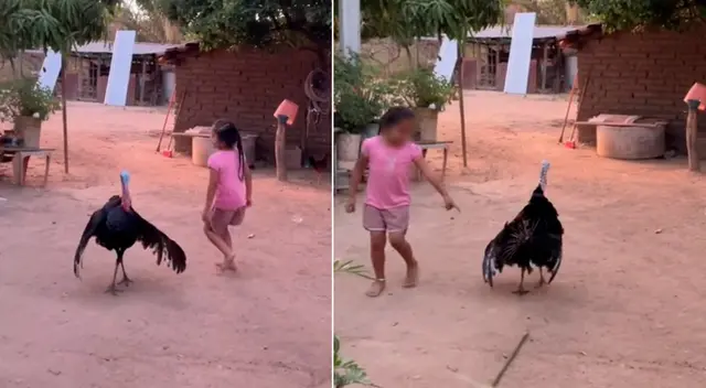 La niña y su pavo arrasaron con las reproducciones en TikTok, tienen más de 10 millones.