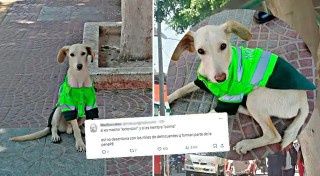 Los usuarios de X eligieron el nombre del perrito adoptado por la Policía Nacional del Perú.