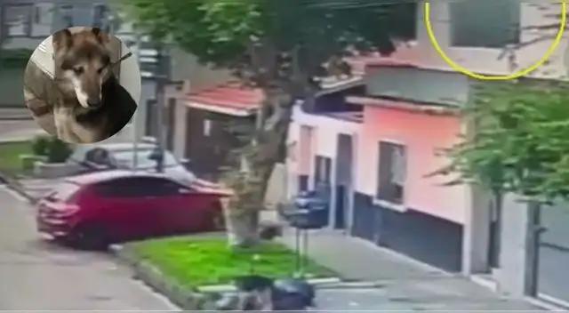 Hombre dispara contra un perro de 11 años que olía las bolsas de basura de su casa en Argentina.