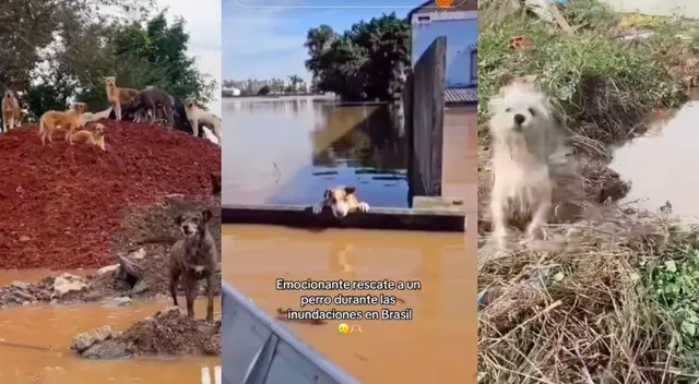 Perros fueron rescatados tras estar abandonados en inundaciones. Perros fueron rescatados tras estar abandonados en inundaciones.