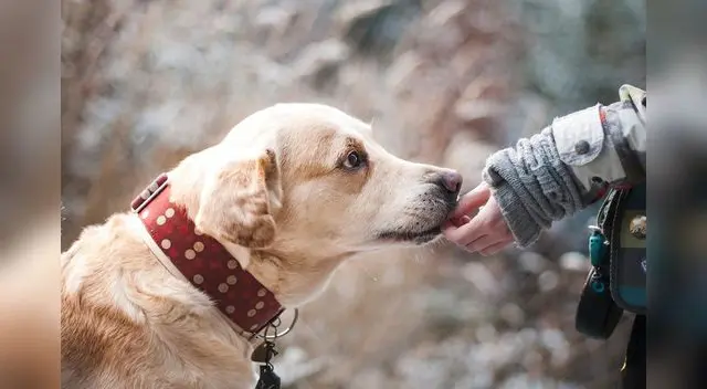 El perro siempre está vinculado a la fidelidad y la amistad.