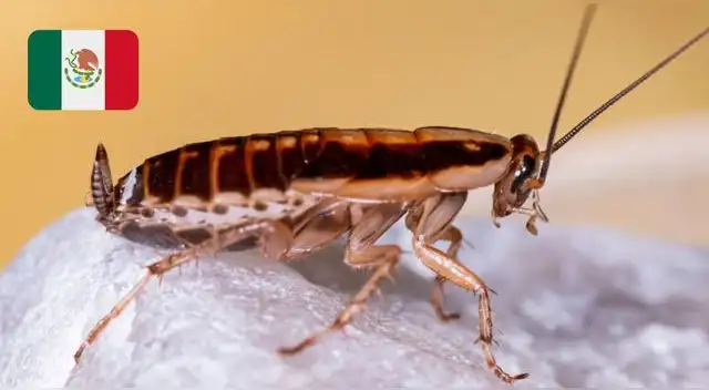 Alertan por "supercucaracha" en México que resiste a diversos pesticidas. Alertan por "supercucaracha" en México que resiste a diversos pesticidas.